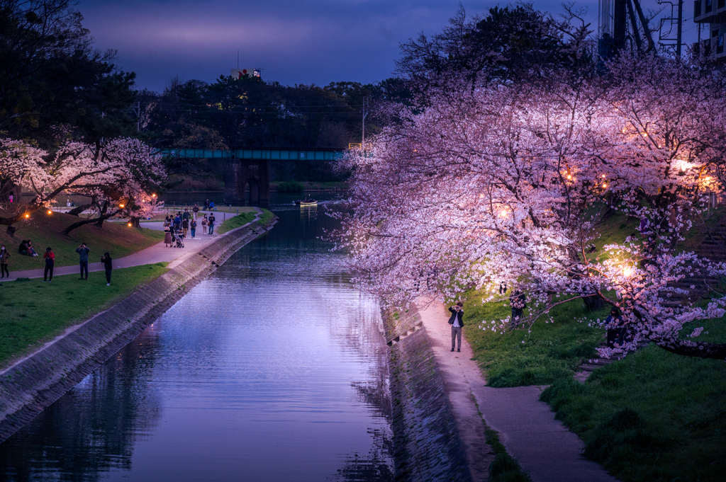 夜桜
