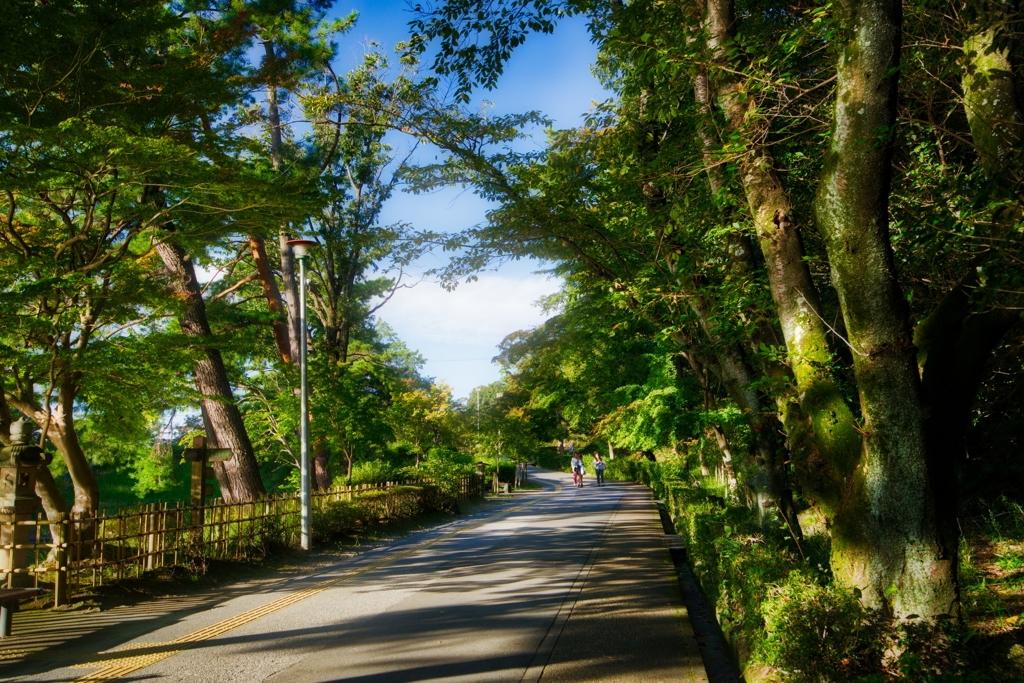 西日の公園歩道