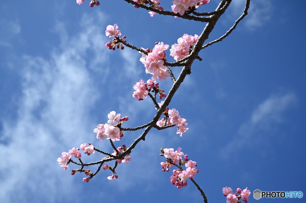 青空に桜