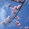 青空に桜