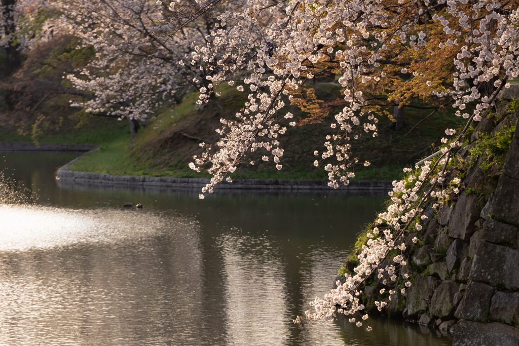 お堀の桜