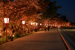 夜桜