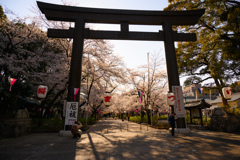 神社の桜