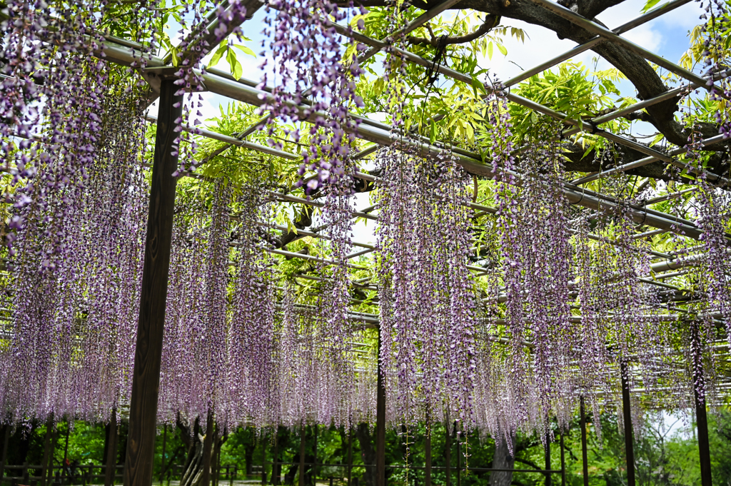 公園の藤棚