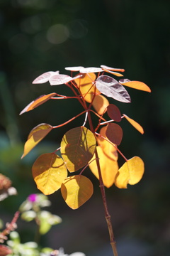 ミニ紅葉