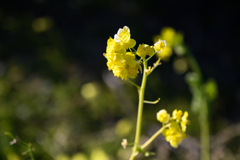 菜の花
