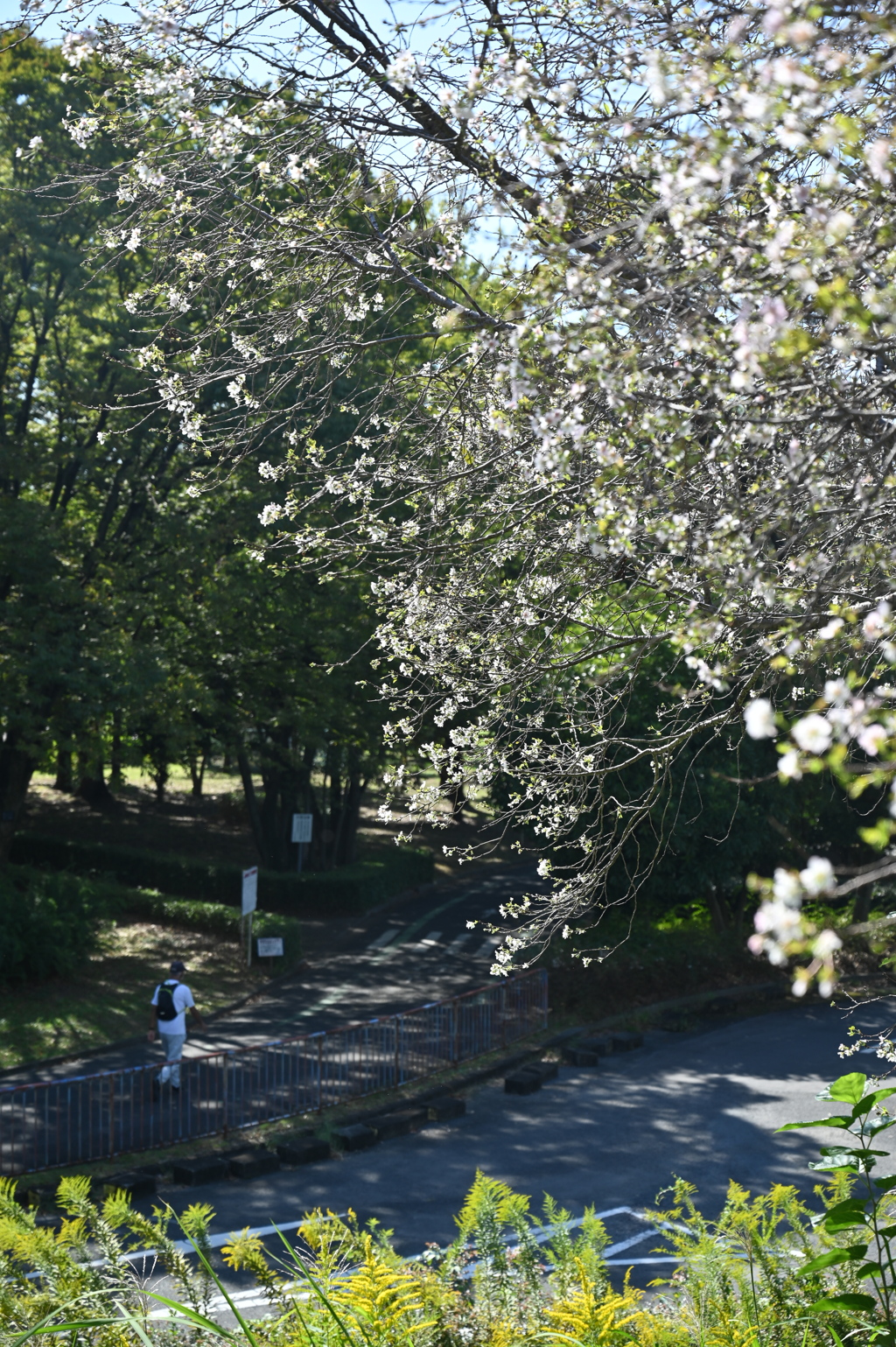 10月桜