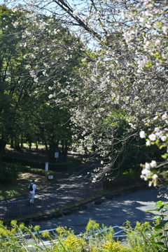 10月桜