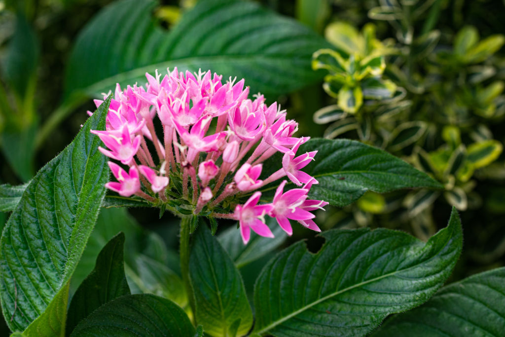 ピンクの花