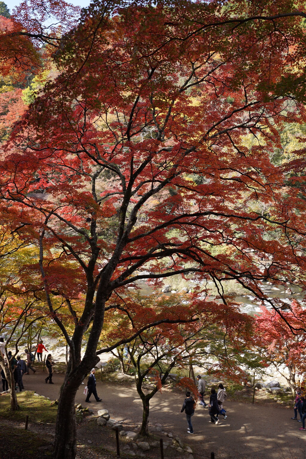 紅葉