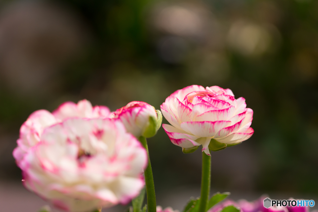 鉢植えの花