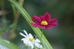 コスモス