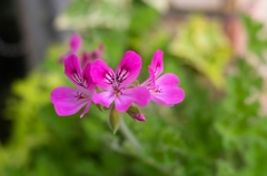 街角の小さな花