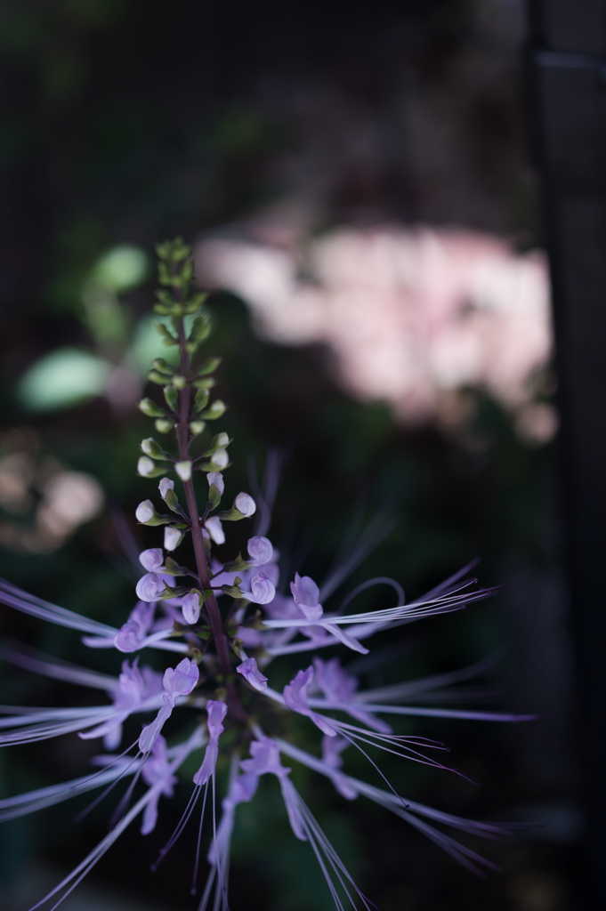玄関先の花