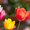 チューリップ