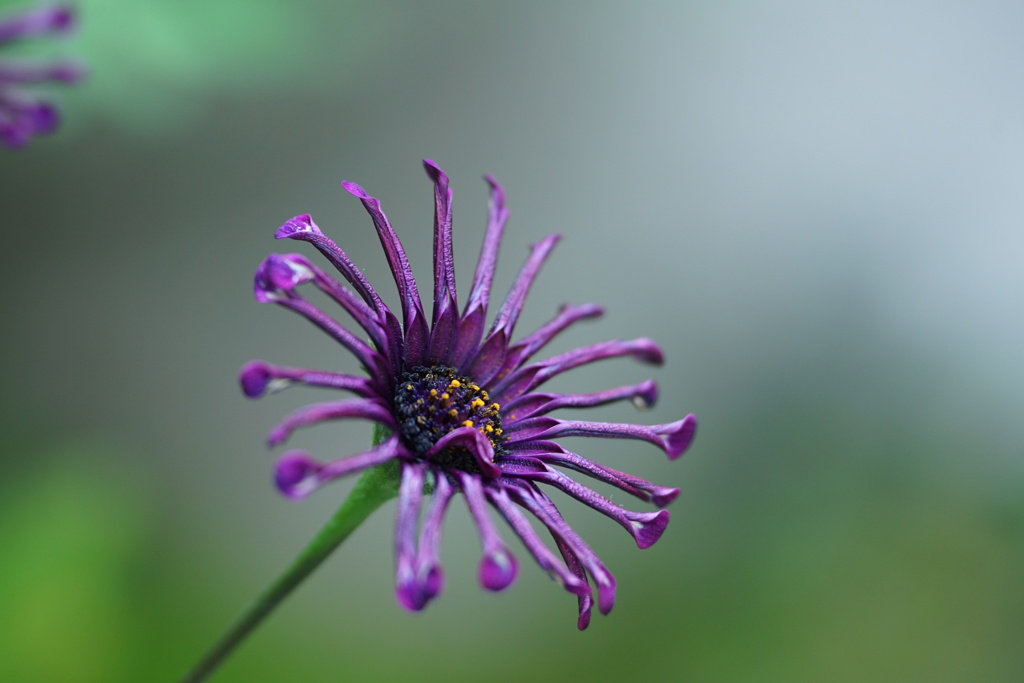 紫の花