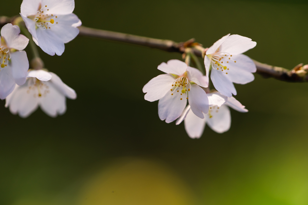 しだれ桜