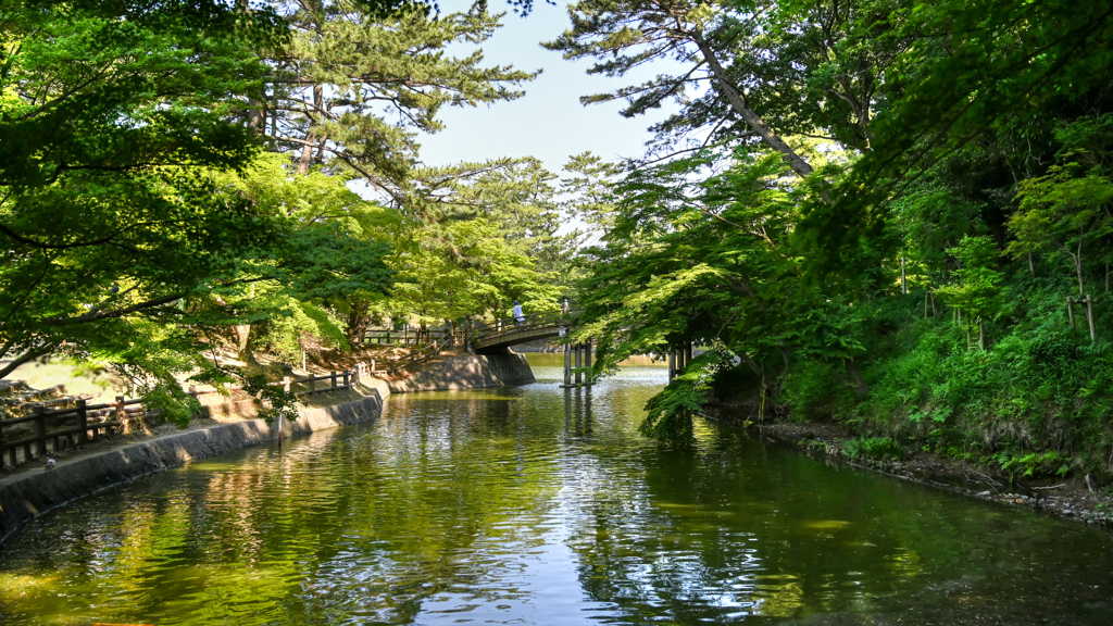 池の緑