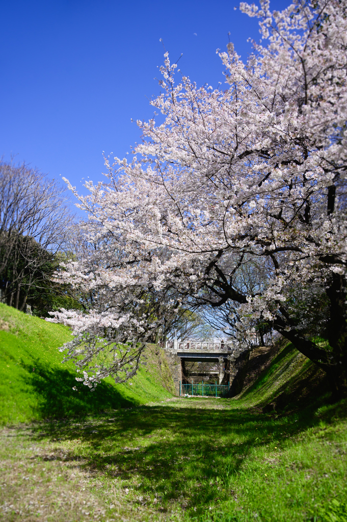 廃線跡の桜