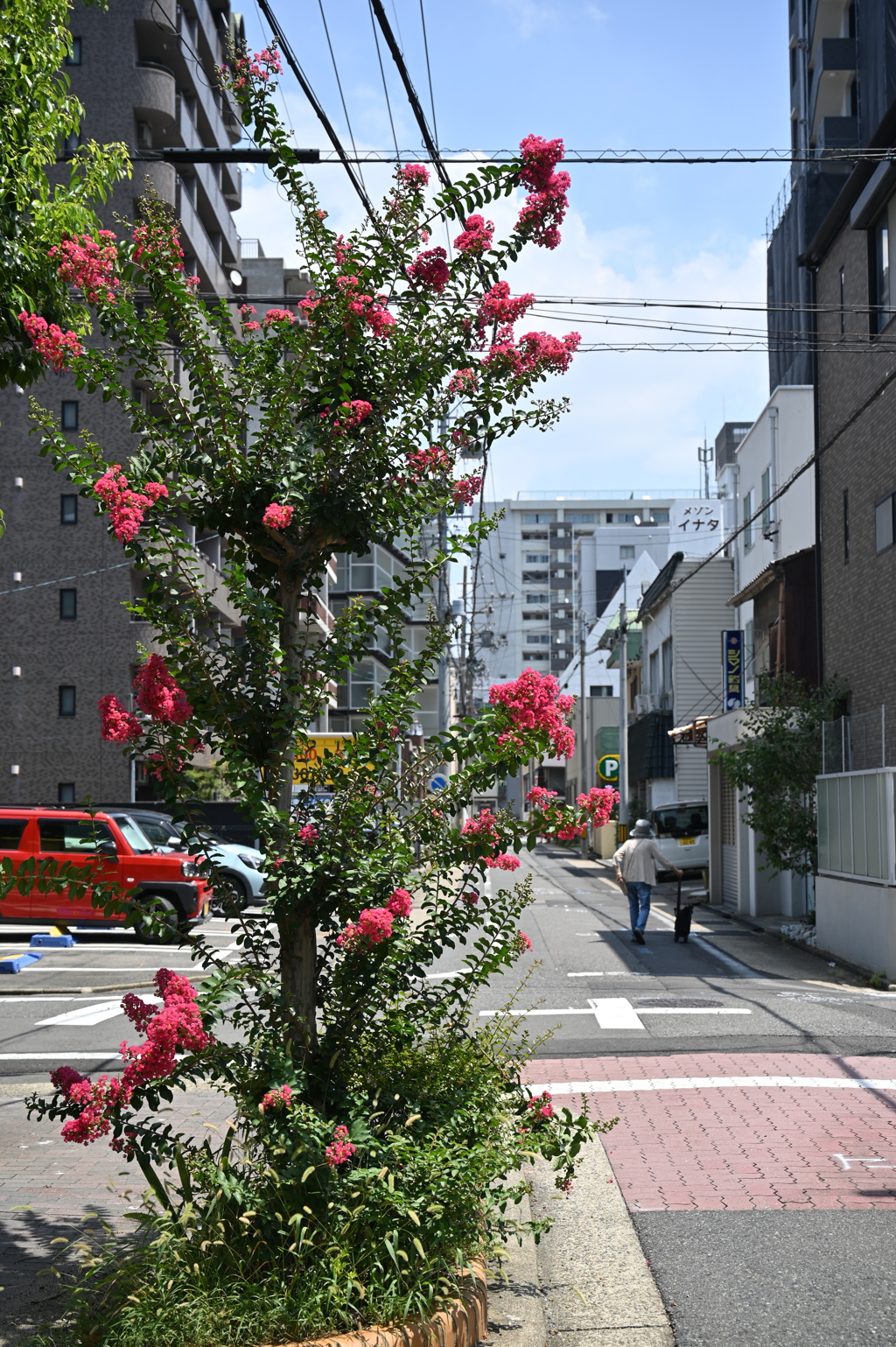 街角のサルスベリ