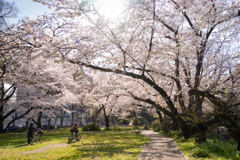 逆光で花見