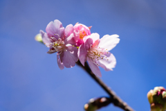 河津桜