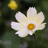 白の花弁