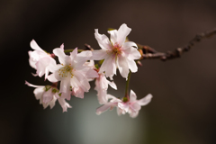 十月桜