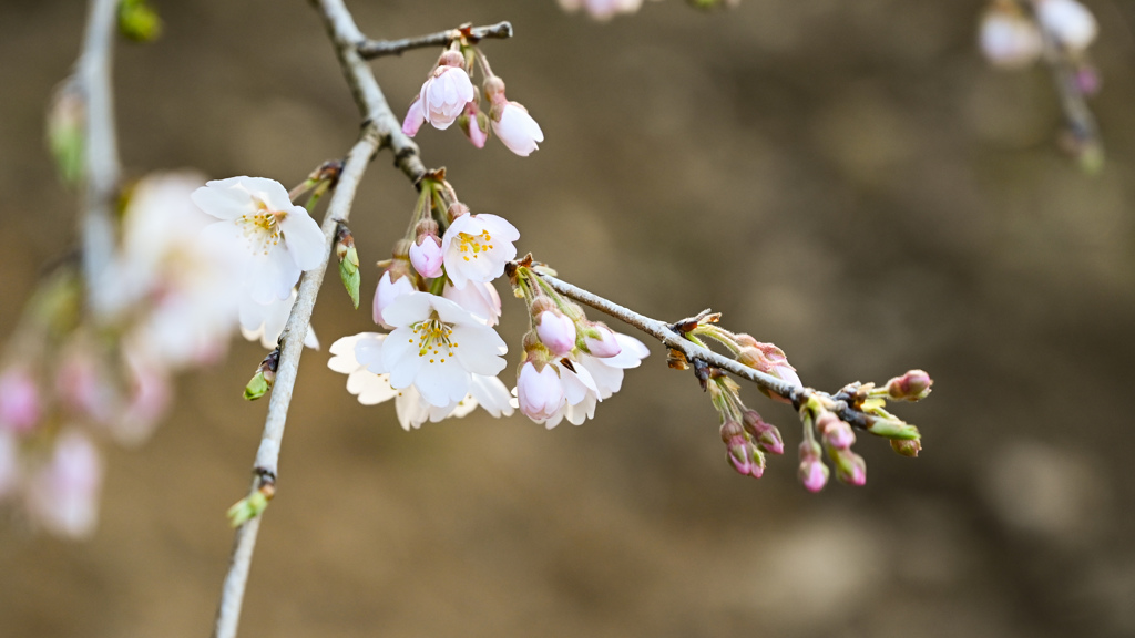 枝垂れ桜
