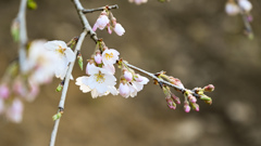 枝垂れ桜