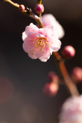 梅