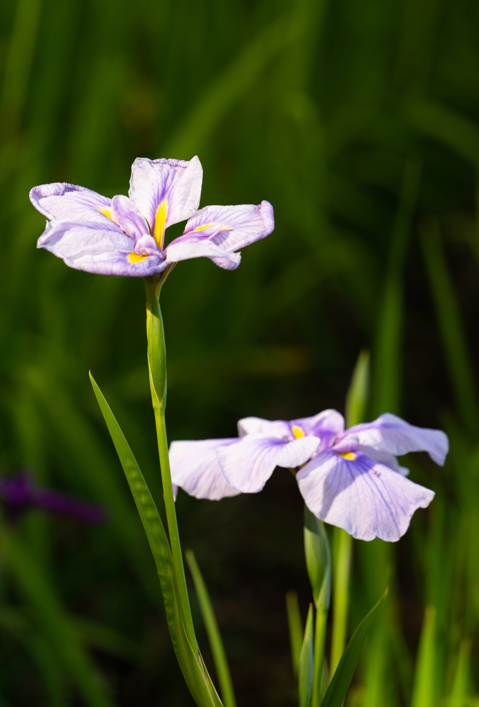 菖蒲まつり