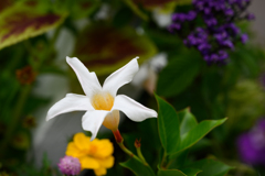 白い花