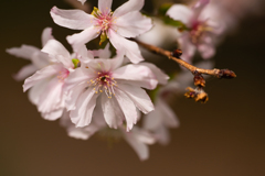 10月桜