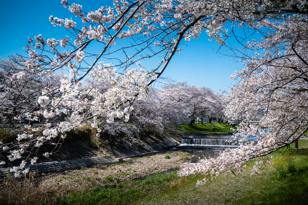 堤の桜