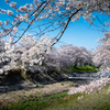 堤の桜
