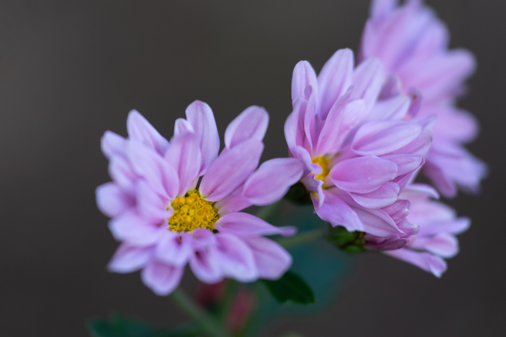 小菊