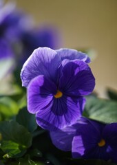 小さなな花壇で