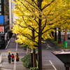 黄葉スナップ　ストリート