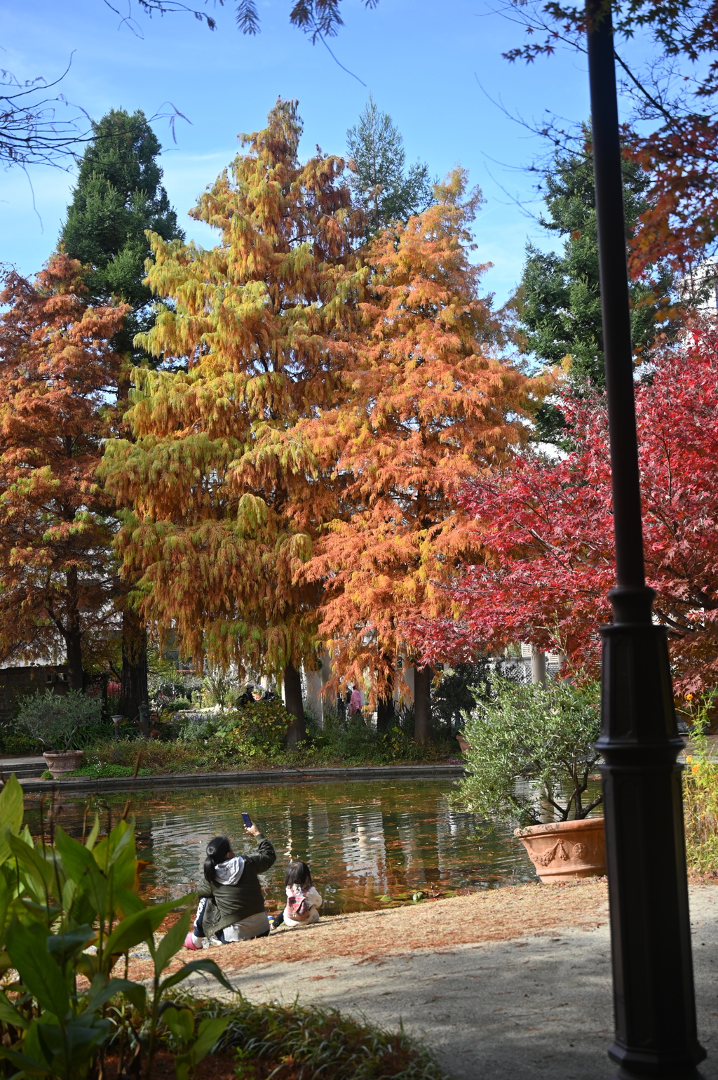 花園の紅葉