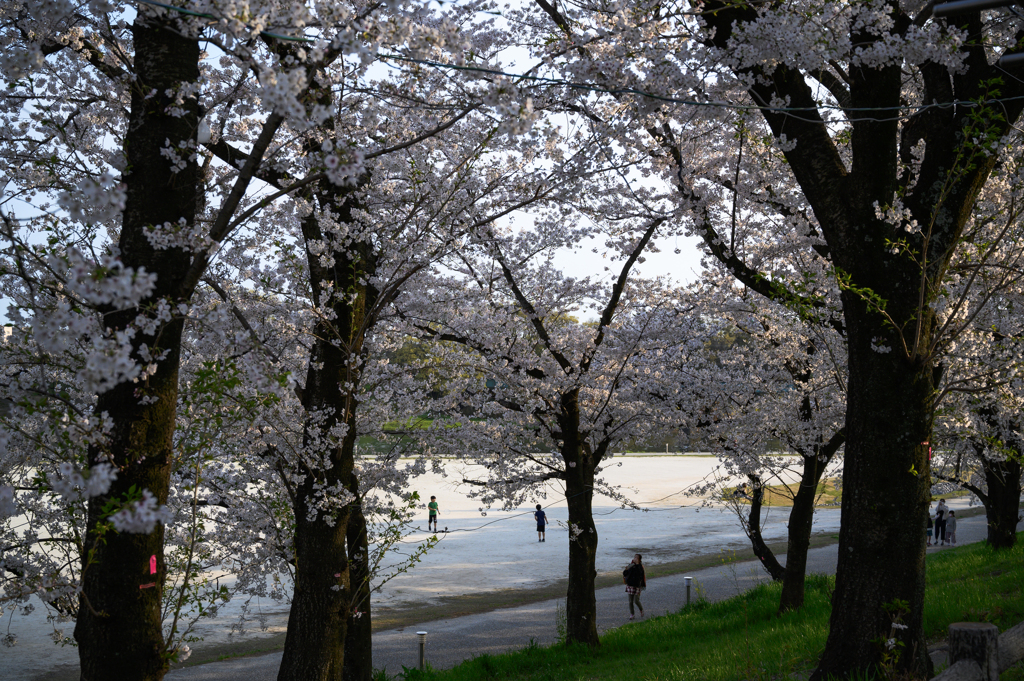 お花見散歩