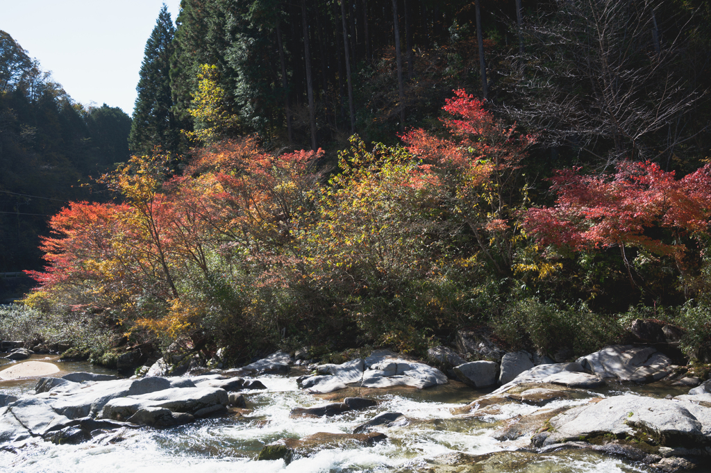 川沿いの紅葉