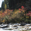 川沿いの紅葉