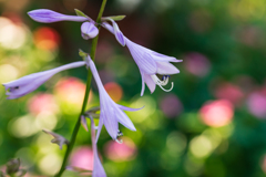 花壇の花