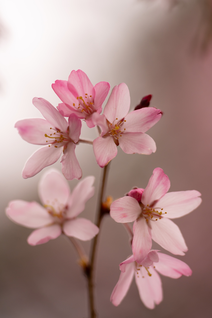 しだれ桜