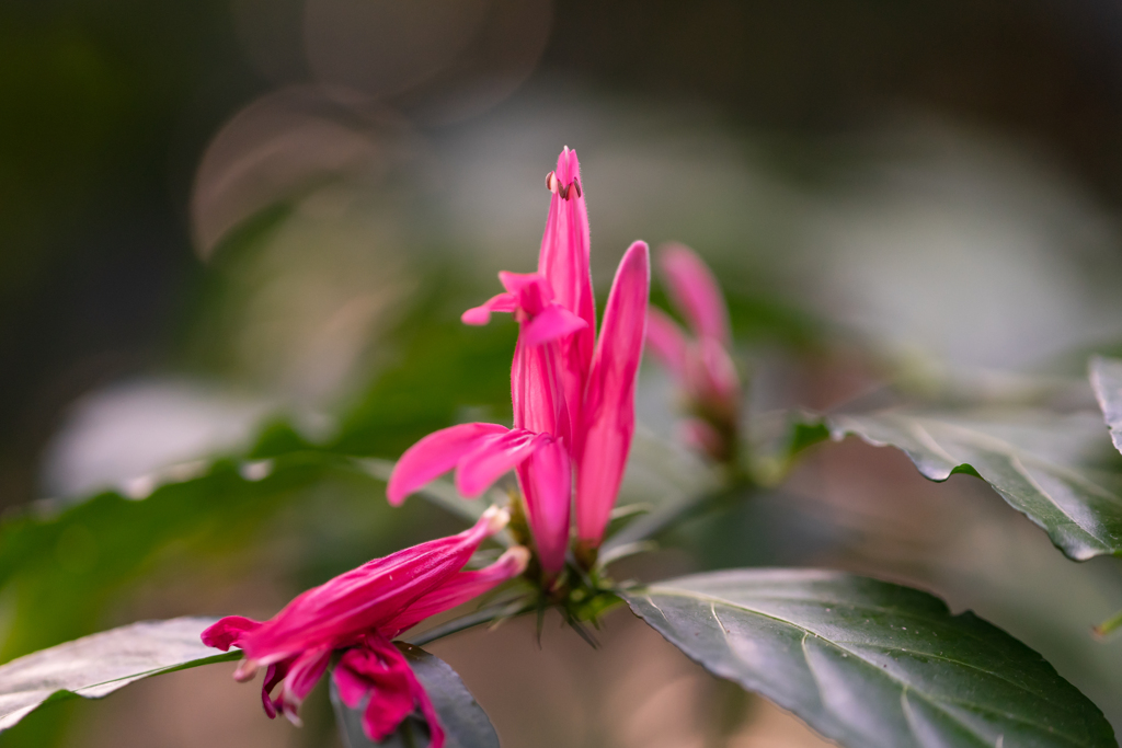 植物園の花