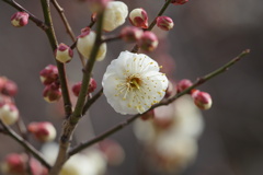 白梅
