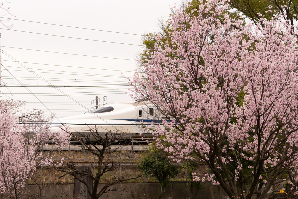 桜と新幹線