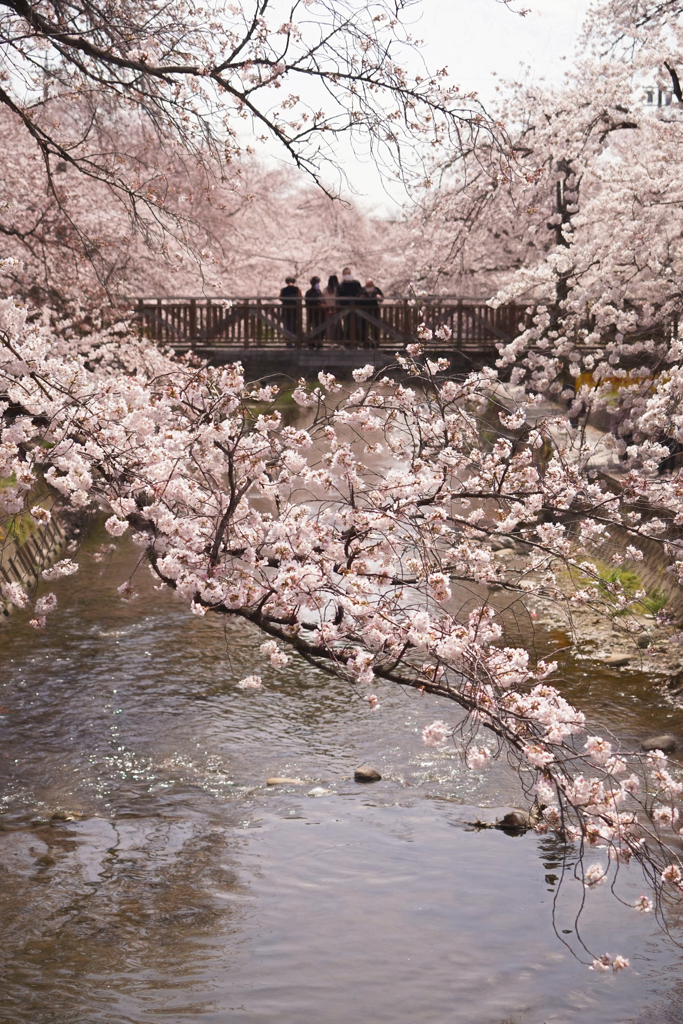 花見