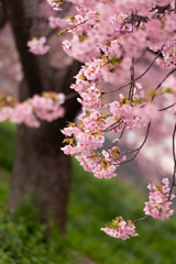 河津桜